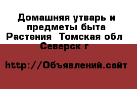 Домашняя утварь и предметы быта Растения. Томская обл.,Северск г.